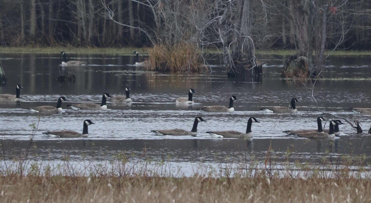 Barnacla Canadiense Grande - ML646605524