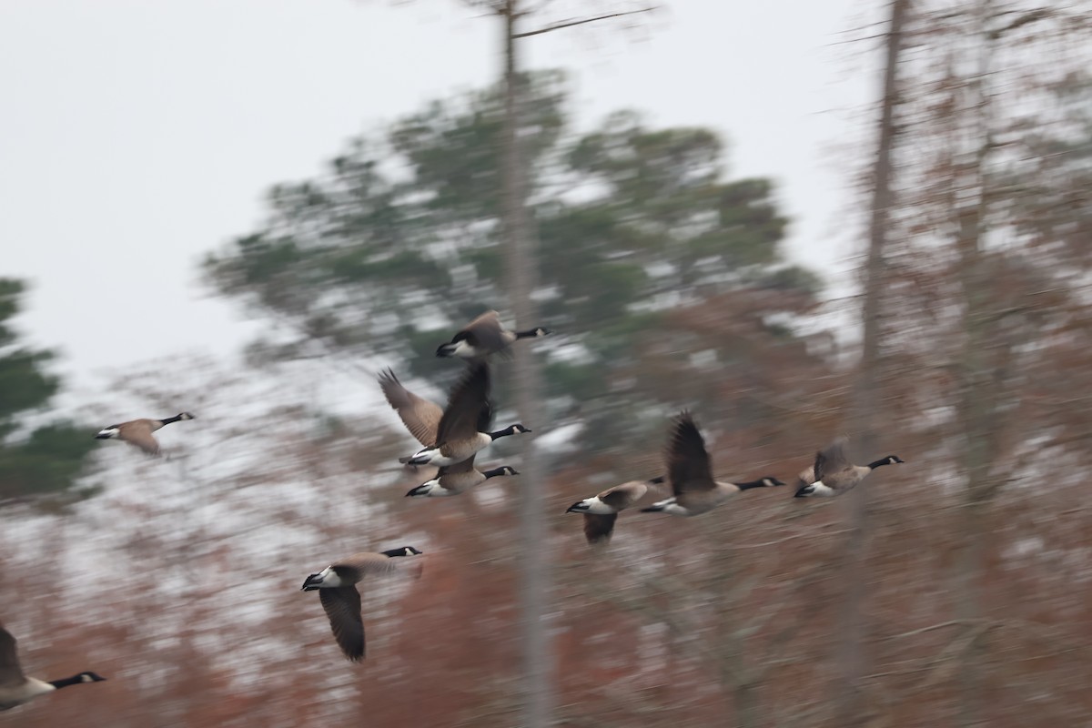 Barnacla Canadiense Grande - ML646605525