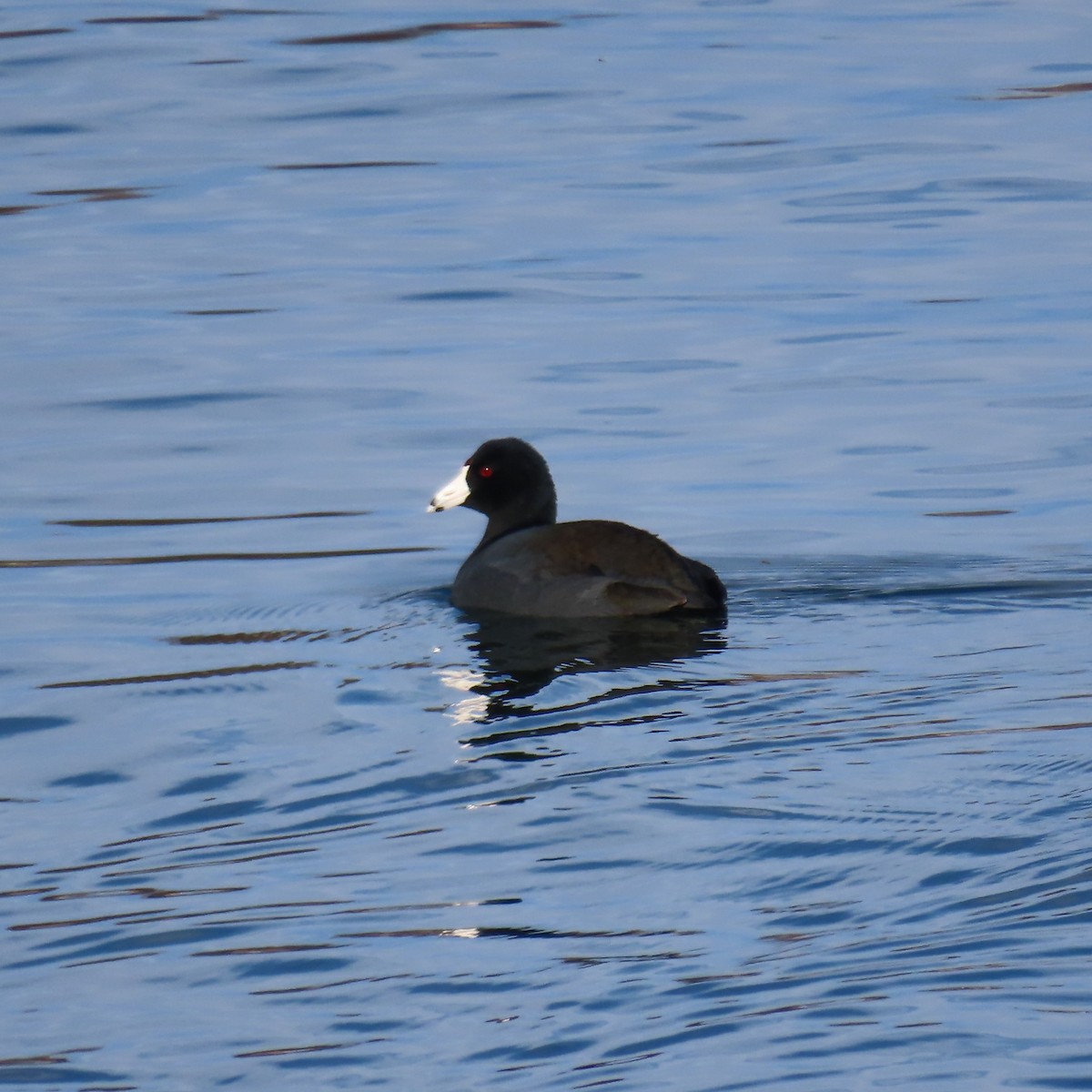 American Coot (Red-shielded) - ML646605527