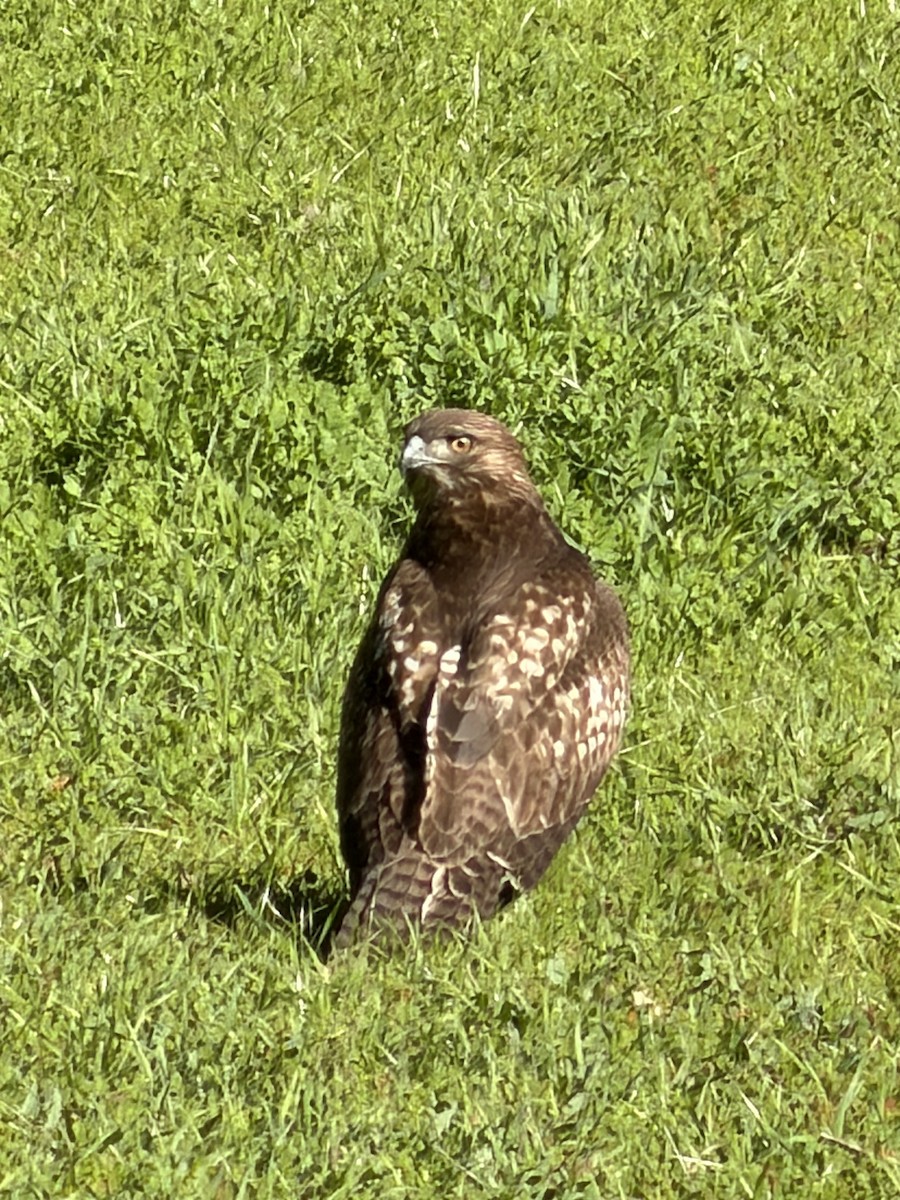 rødstjertvåk - ML646605535