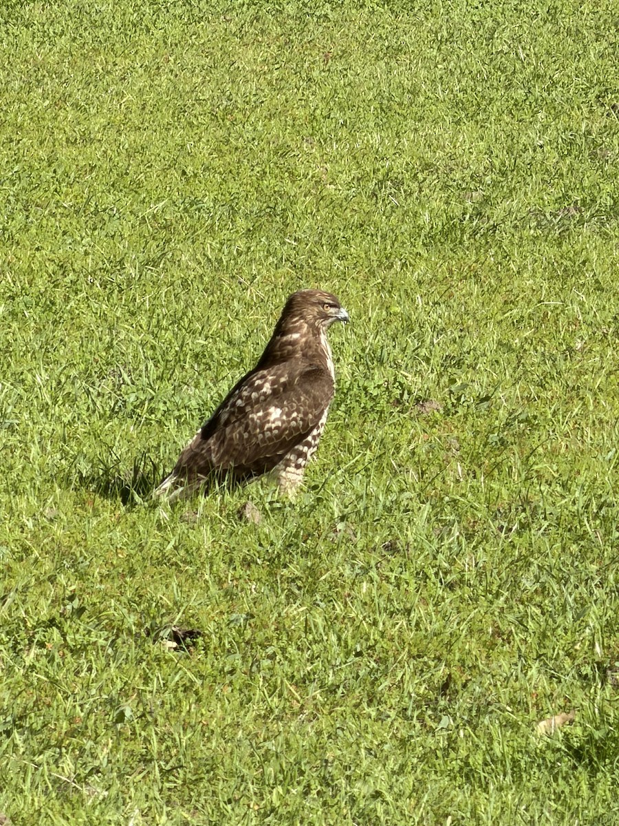 rødstjertvåk - ML646605536