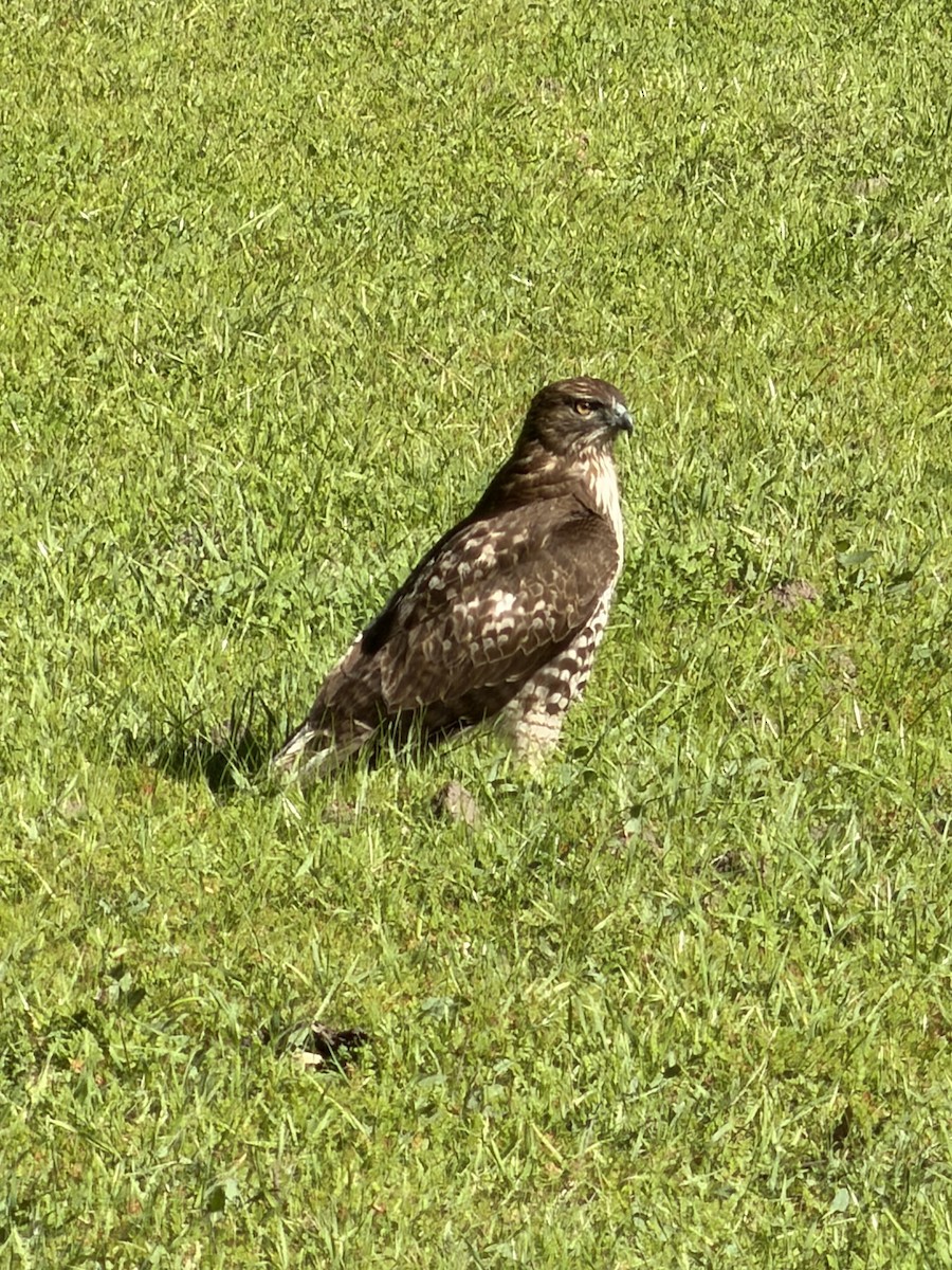 rødstjertvåk - ML646605537