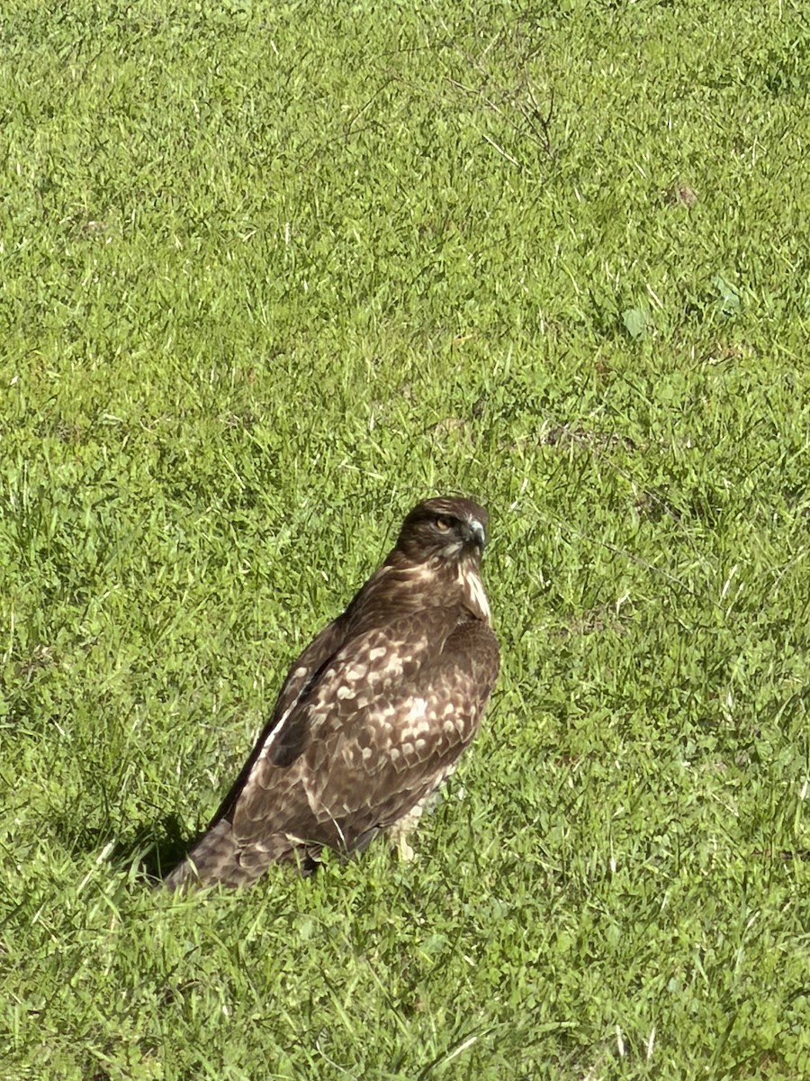 rødstjertvåk - ML646605538