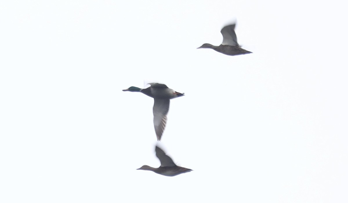 Mallard - ML646605541