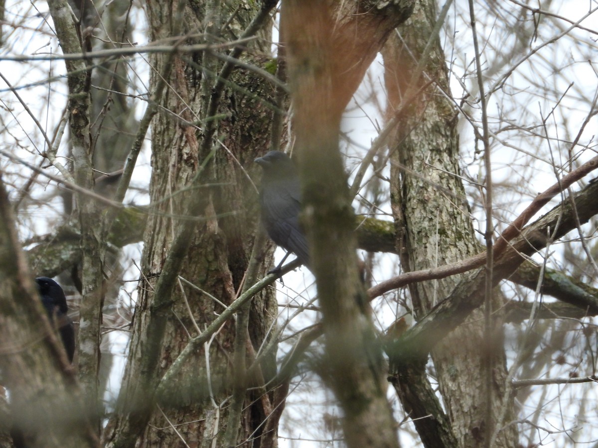 American Crow - ML646605542