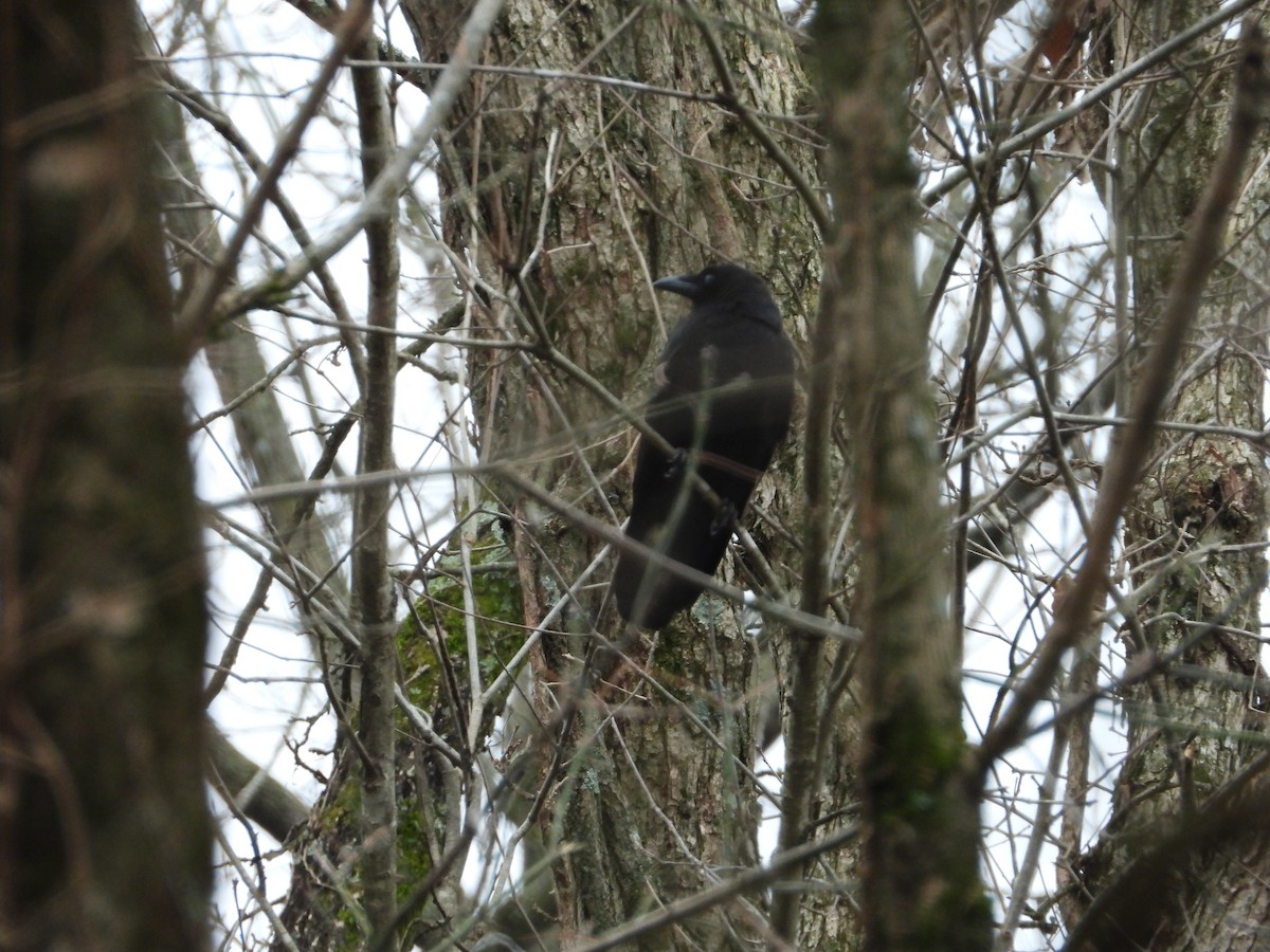 American Crow - ML646605543