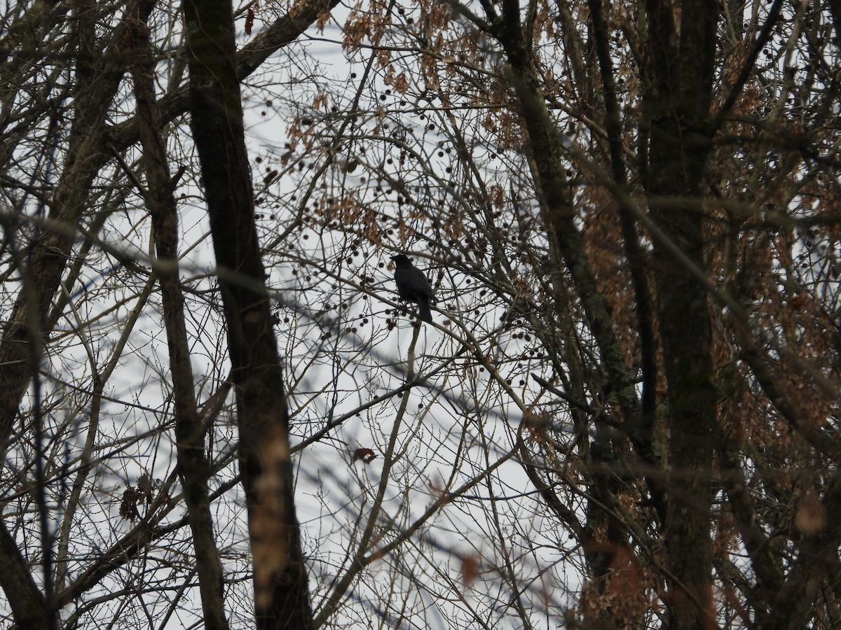 American Crow - ML646605546