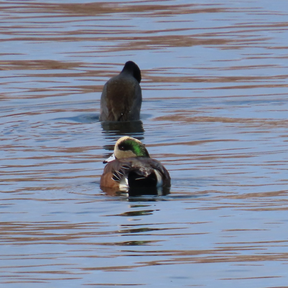 ברווז אמריקני - ML646605547