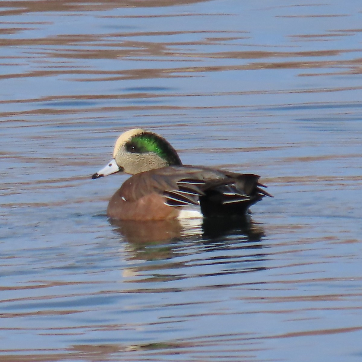 ברווז אמריקני - ML646605548