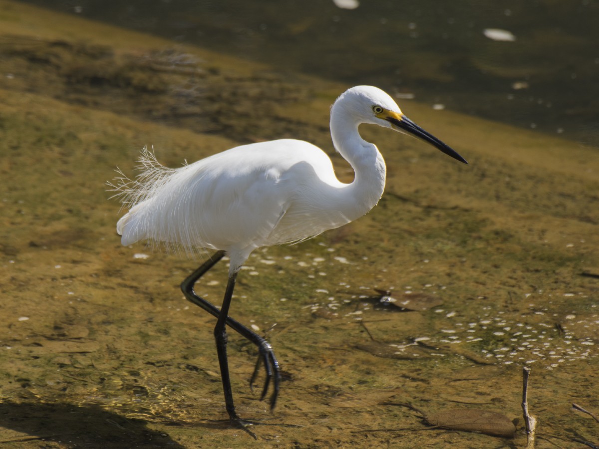 Küçük Ak Balıkçıl (immaculata) - ML646605549