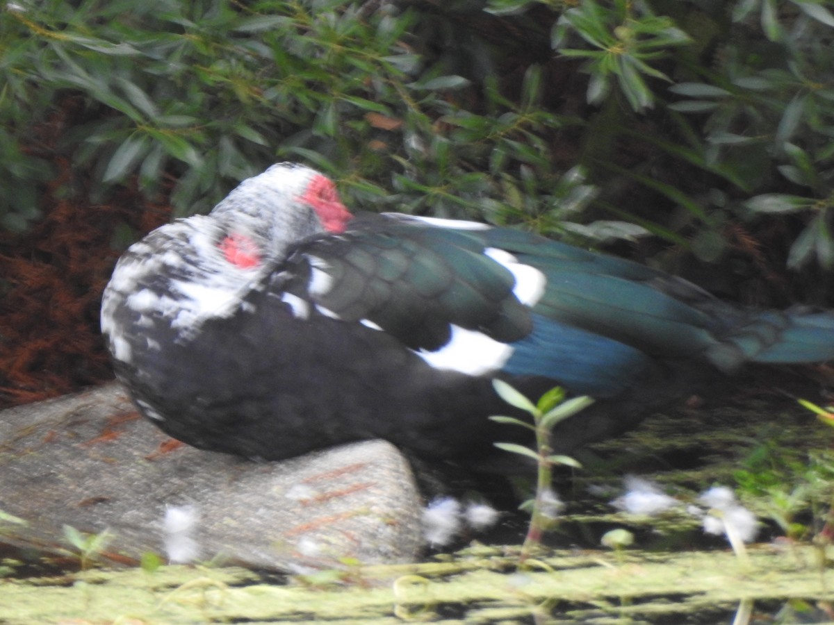 moskusand (domestisert knoppand) - ML646605552