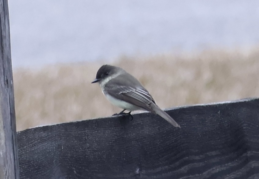 Eastern Phoebe - ML646605555