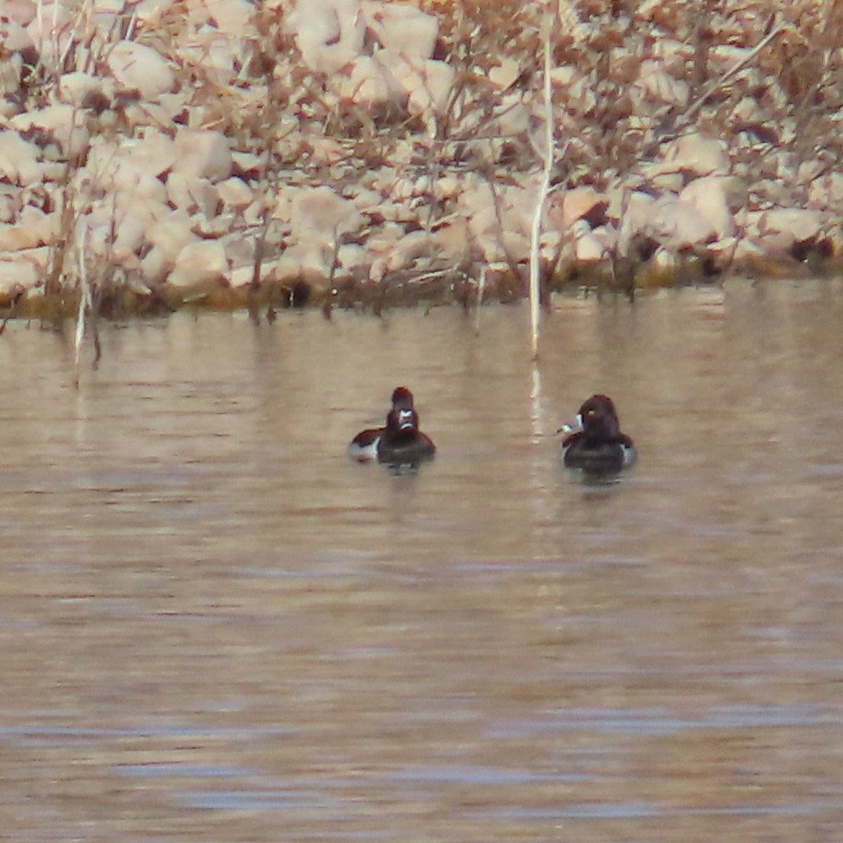 צולל צווארון - ML646605557