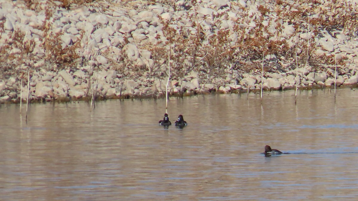 צולל צווארון - ML646605558