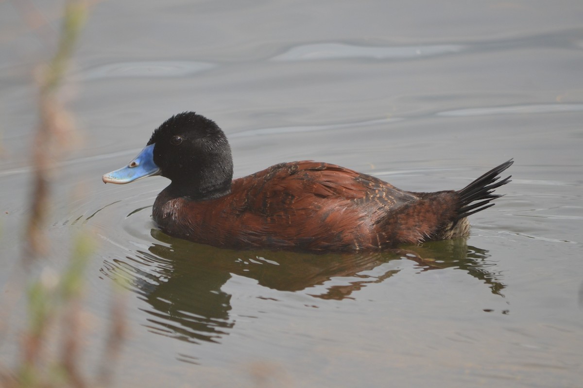 Blue-billed Duck - ML646605559