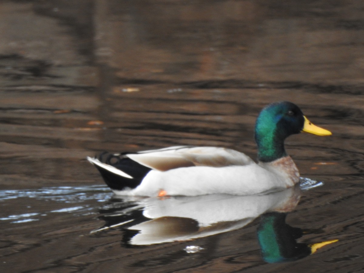 stokkand (domestisert) - ML646605561