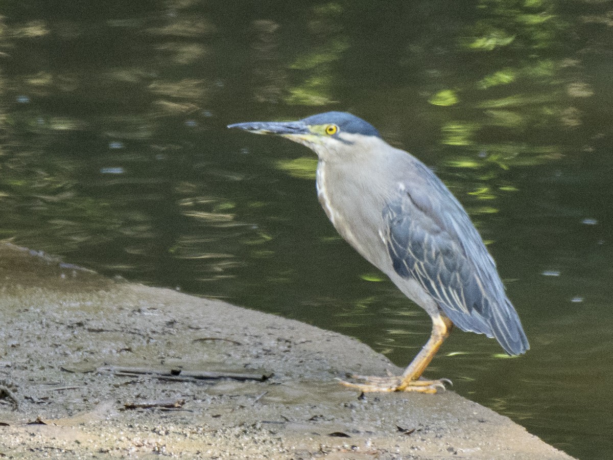 Yeşil Sırtlı Balıkçıl - ML646605567