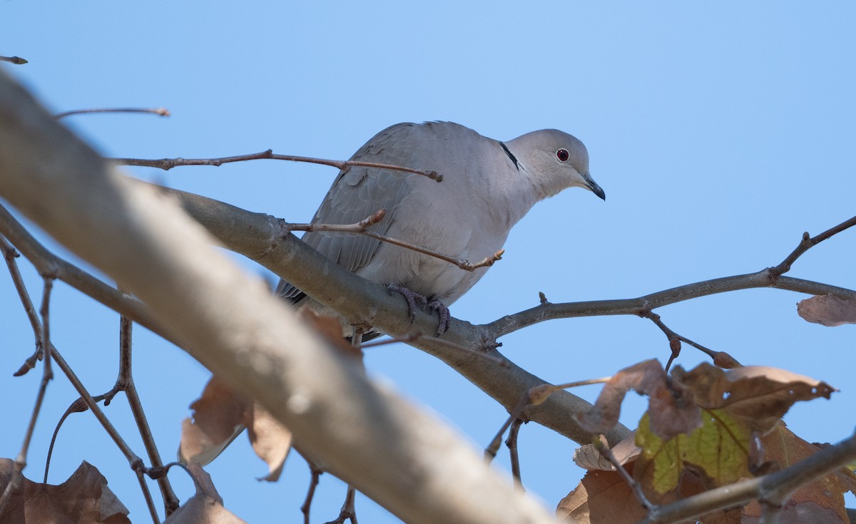 Usapal turkiarra - ML646605568