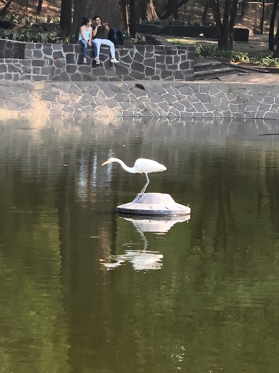 Great Egret - ML646605569