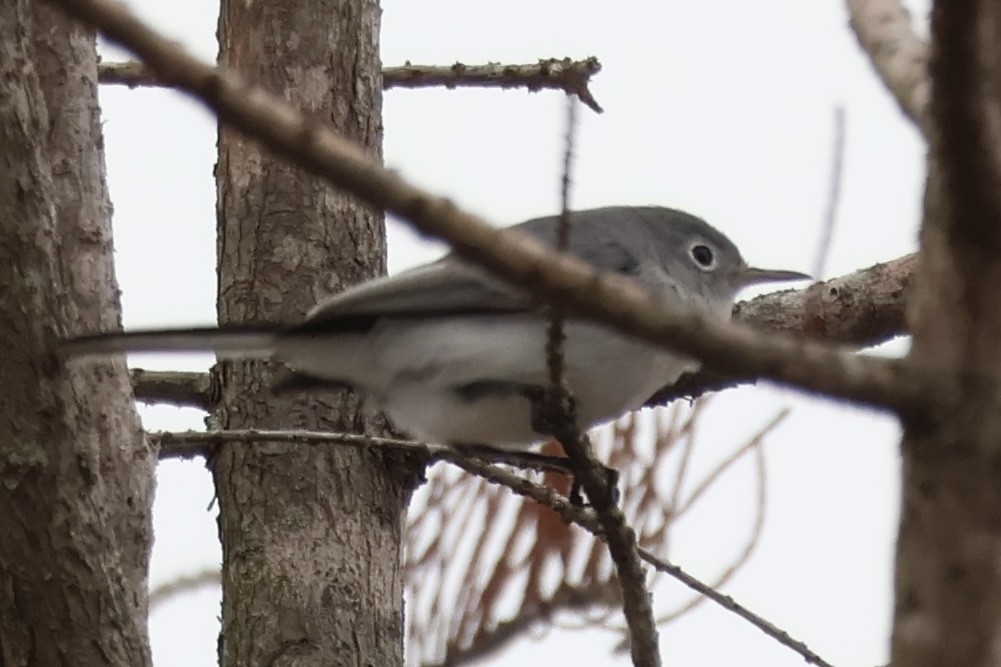 Blue-gray Gnatcatcher - ML646605570