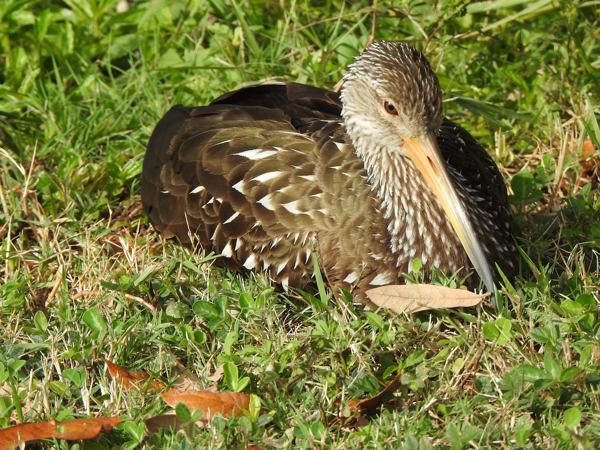 riksetrane - ML646605574