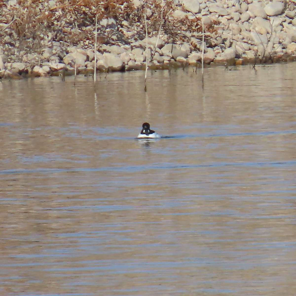 עבראש ירוק - ML646605575