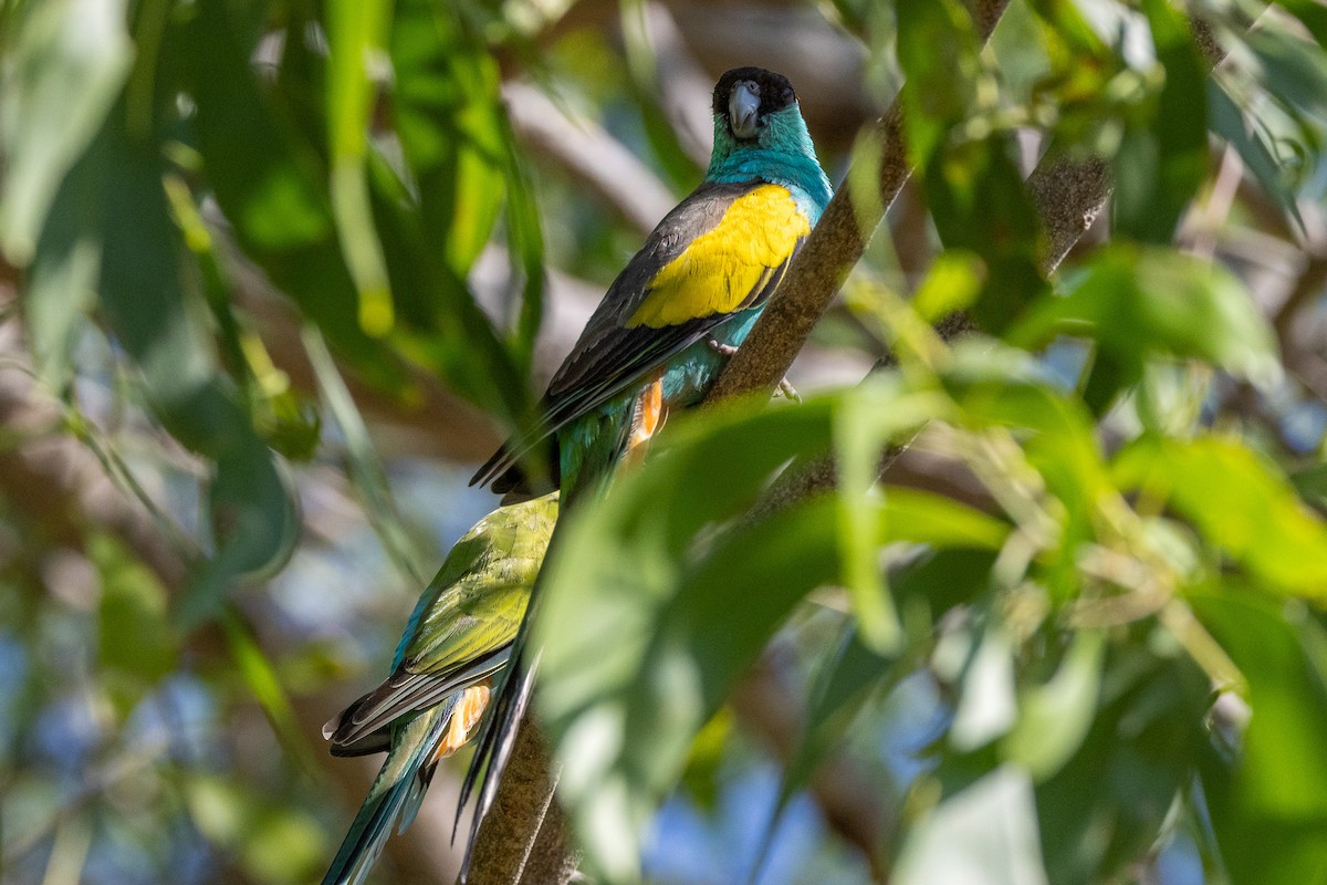 ヒスイインコ - ML646605576