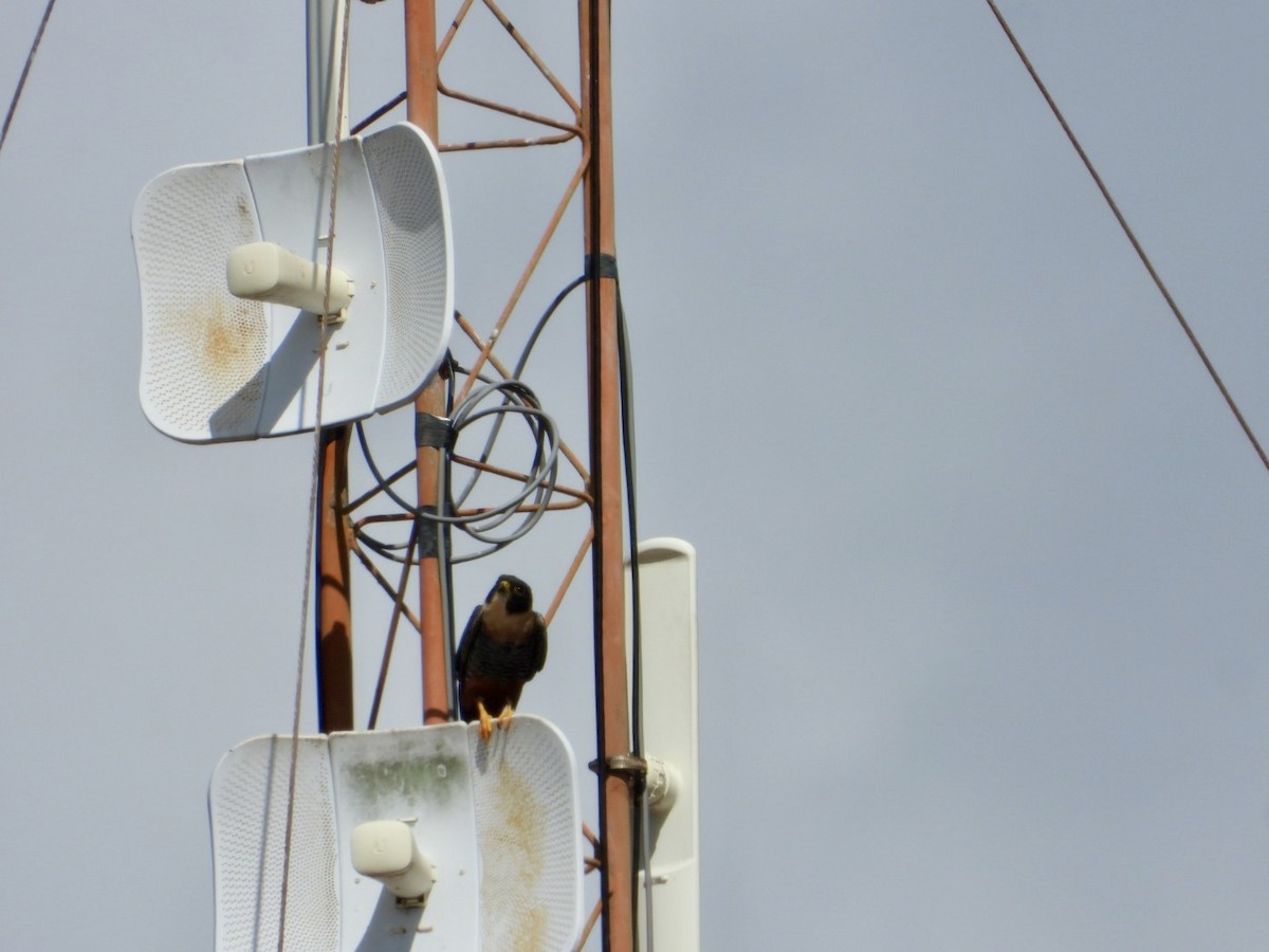 ostříž netopýří - ML646605578