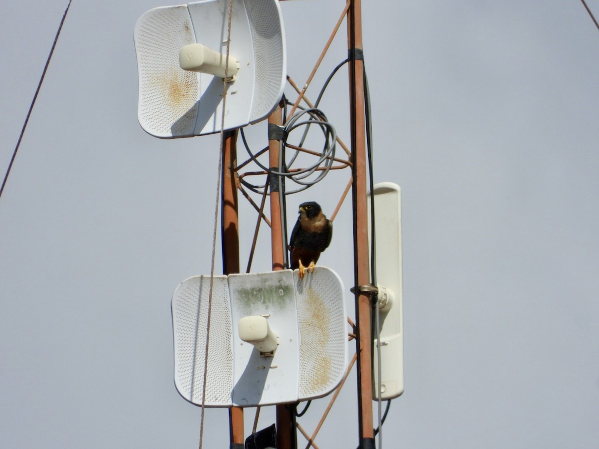 ostříž netopýří - ML646605580