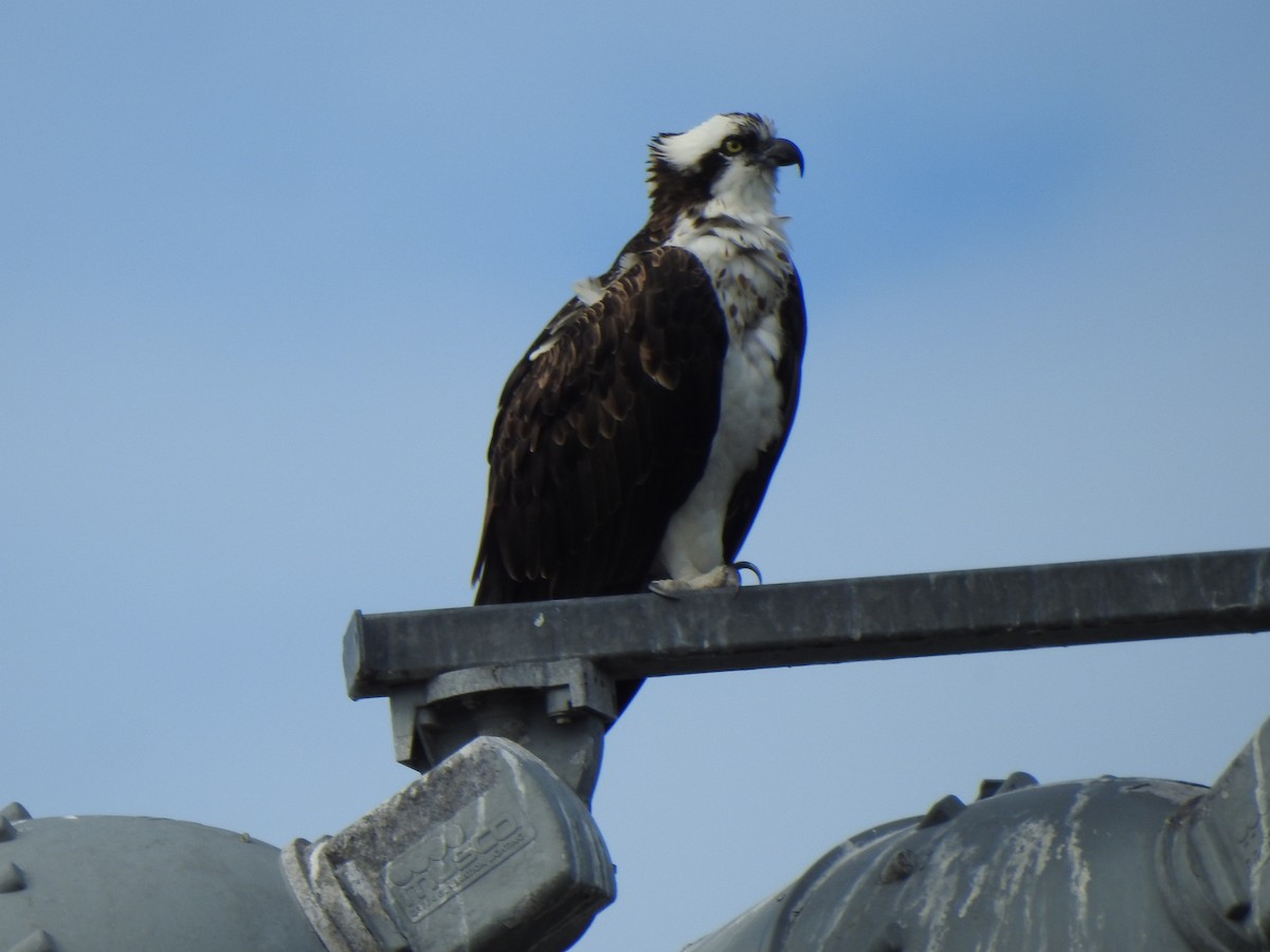 Balbuzard pêcheur - ML646605589