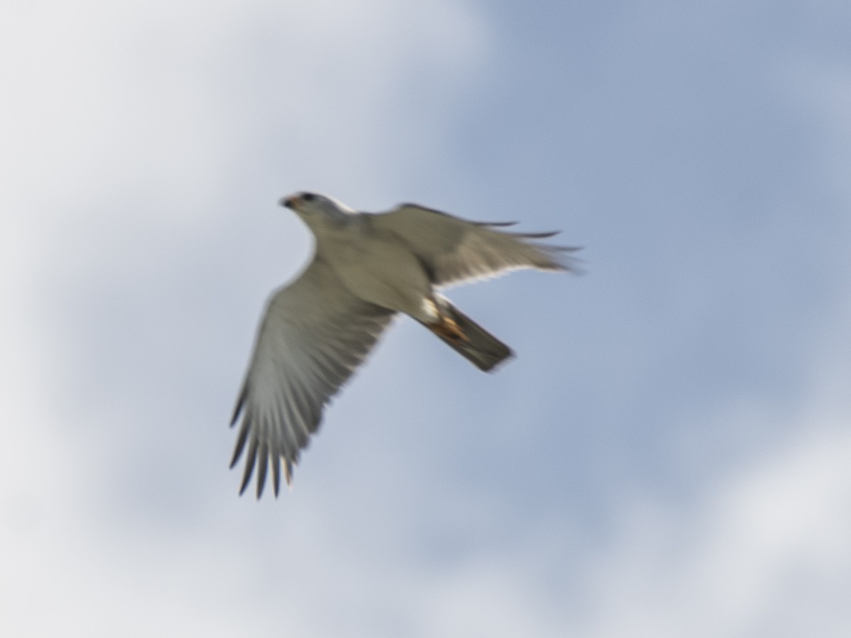 Gri Çakır - ML646605591