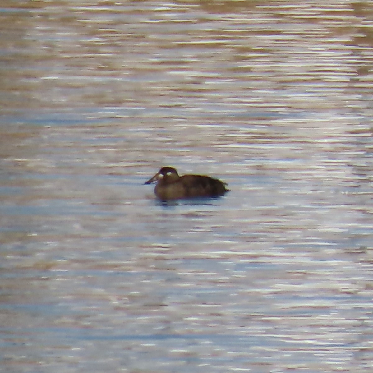 קטיפנית משברים - ML646605592
