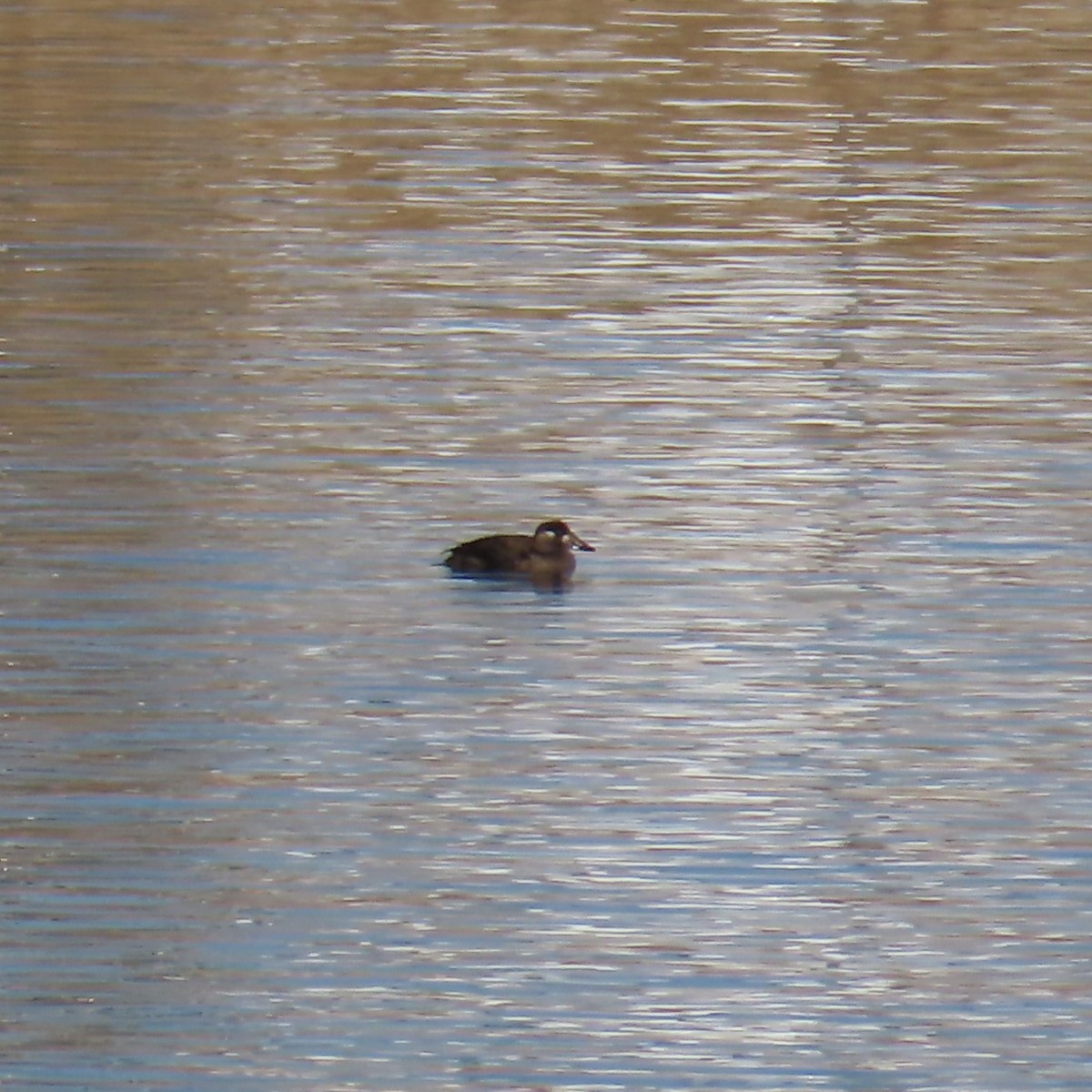 קטיפנית משברים - ML646605593