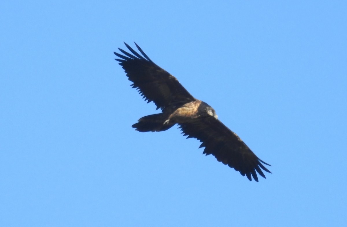 Bearded Vulture - ML646605596