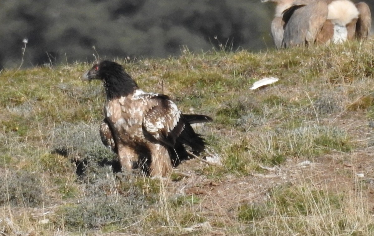 Bearded Vulture - ML646605597