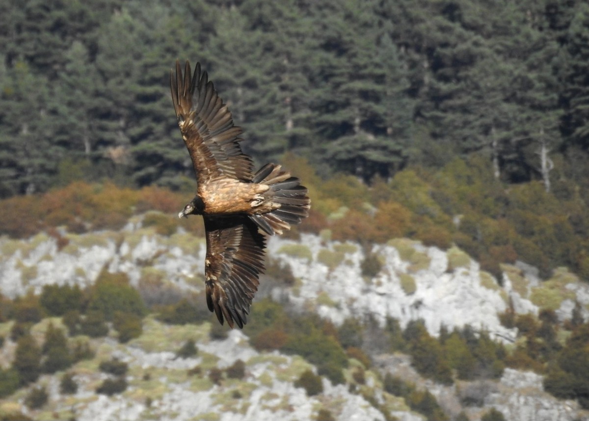 Bearded Vulture - ML646605598