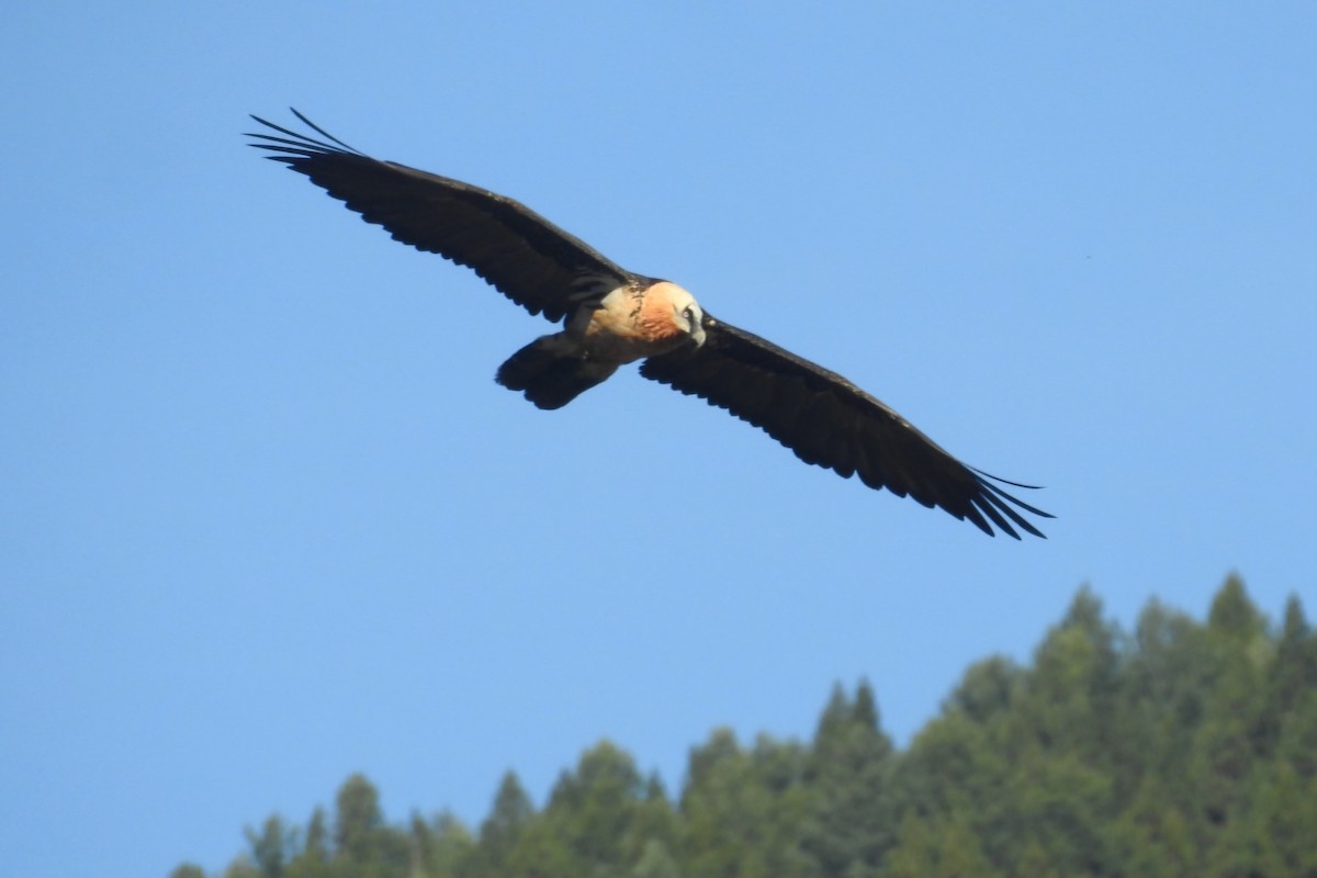 Bearded Vulture - ML646605599