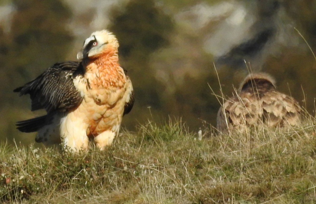 Bearded Vulture - ML646605600