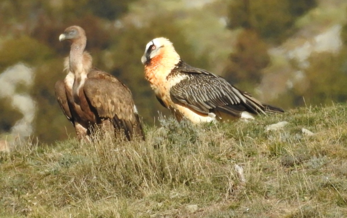 Bearded Vulture - ML646605601