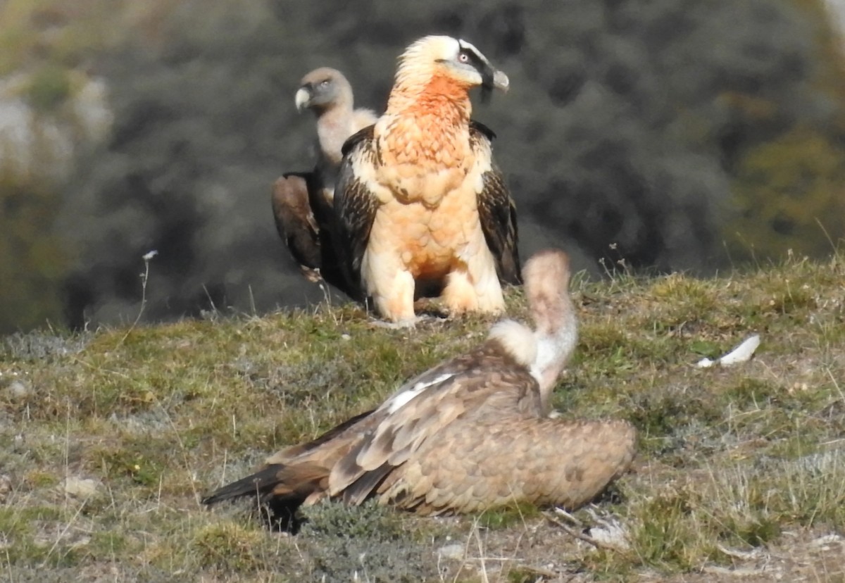 Bearded Vulture - ML646605602