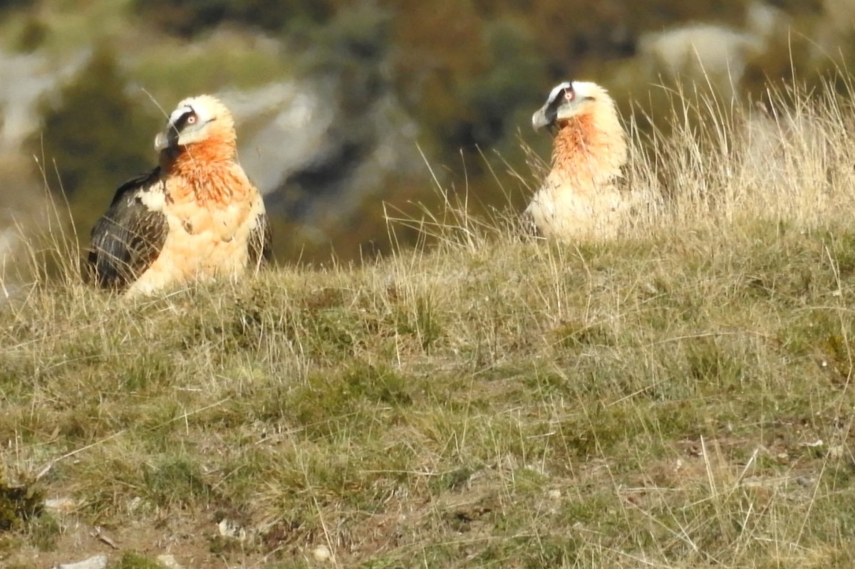 Bearded Vulture - ML646605603