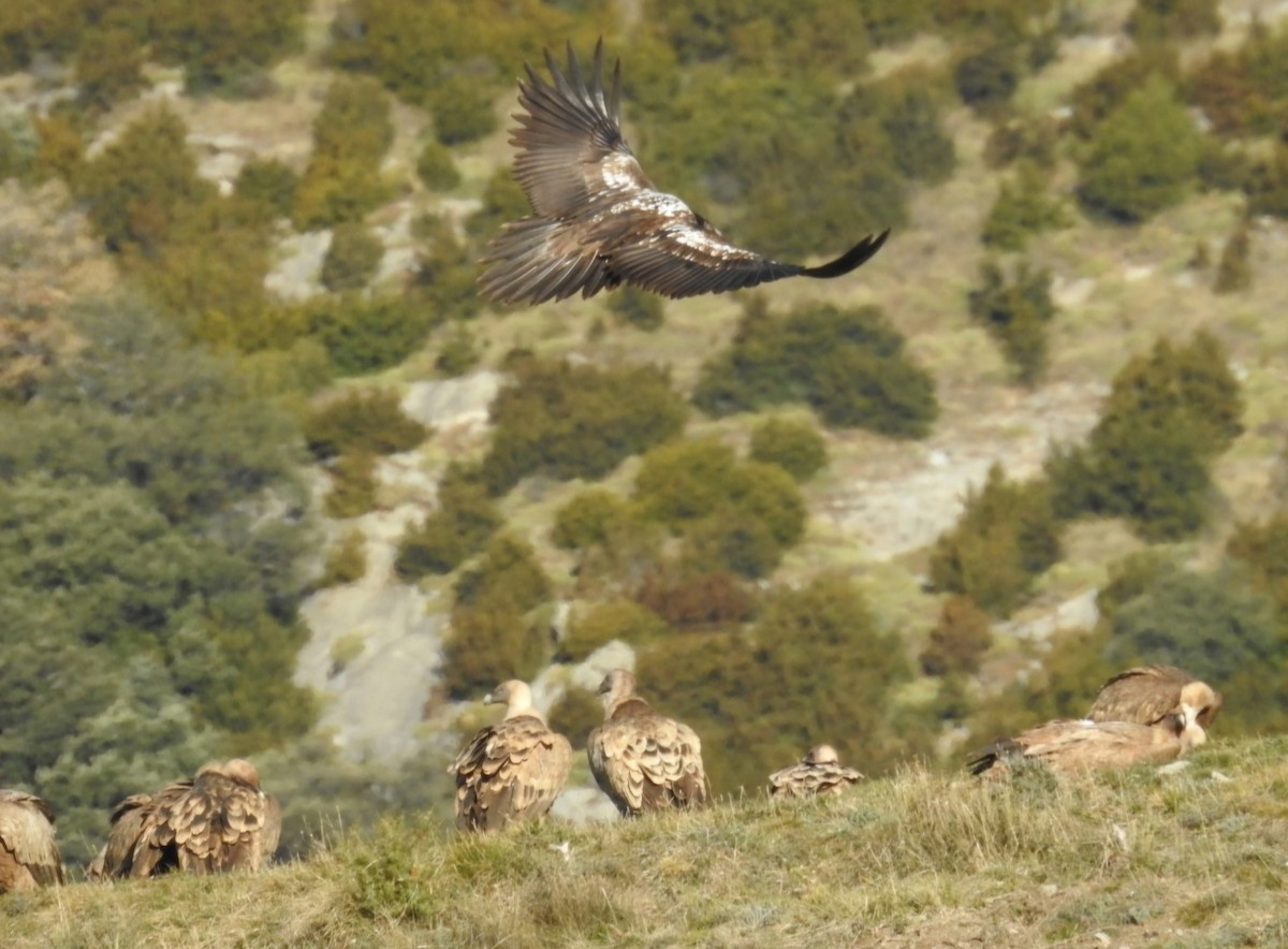 Bearded Vulture - ML646605604