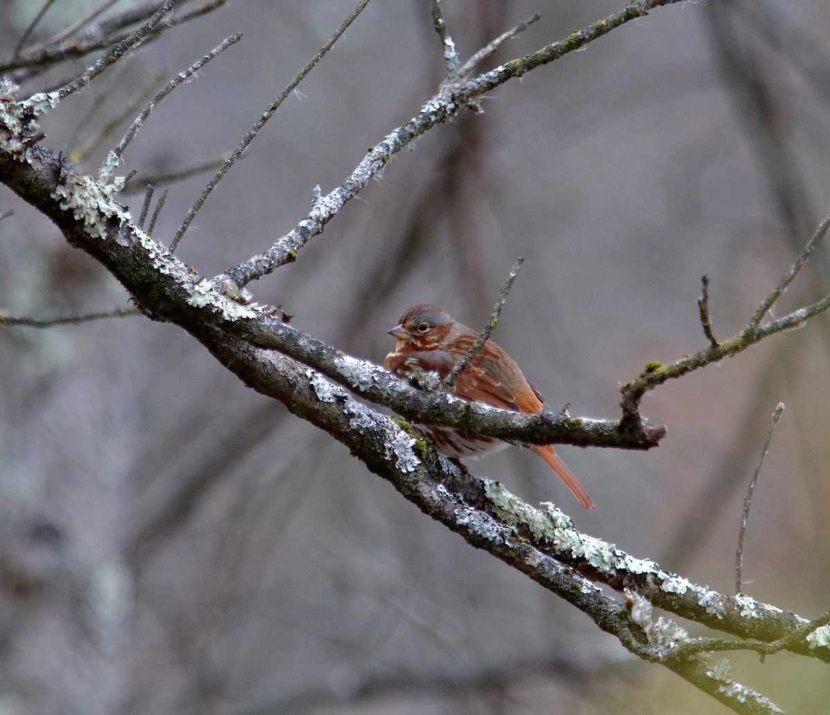 strnadec kaštanový - ML646605606