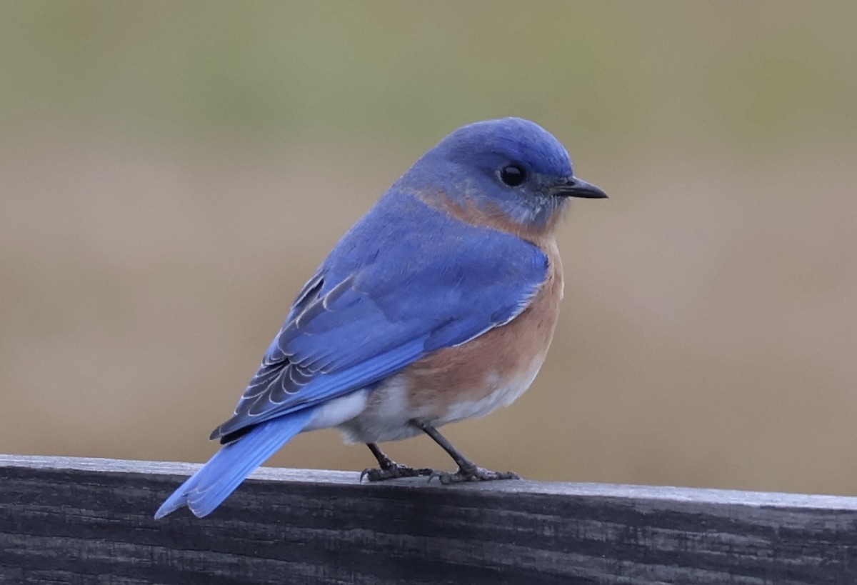 Eastern Bluebird - ML646605607