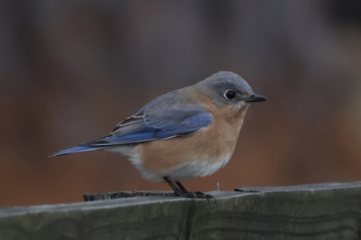 Eastern Bluebird - ML646605608