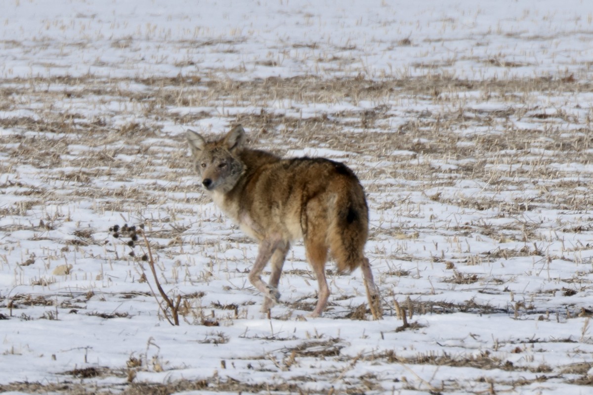 Animals - ML646605611