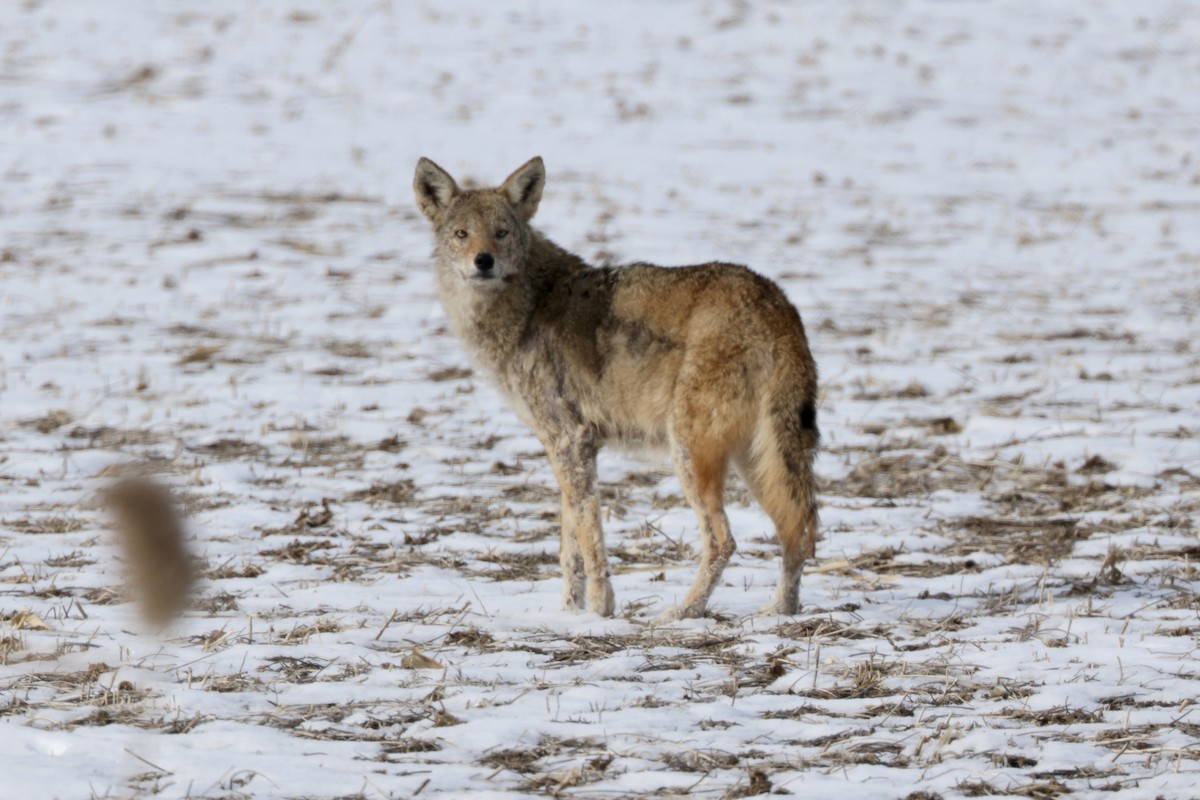 Animals - ML646605612