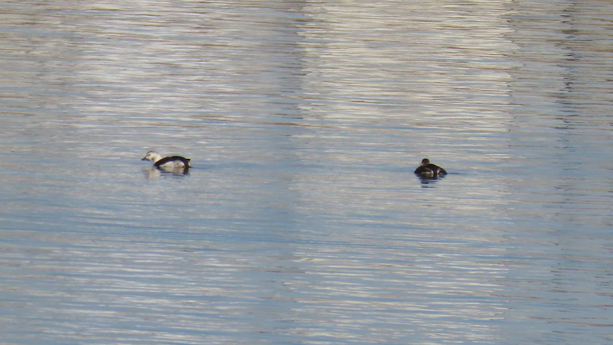 ברווז קרח - ML646605614