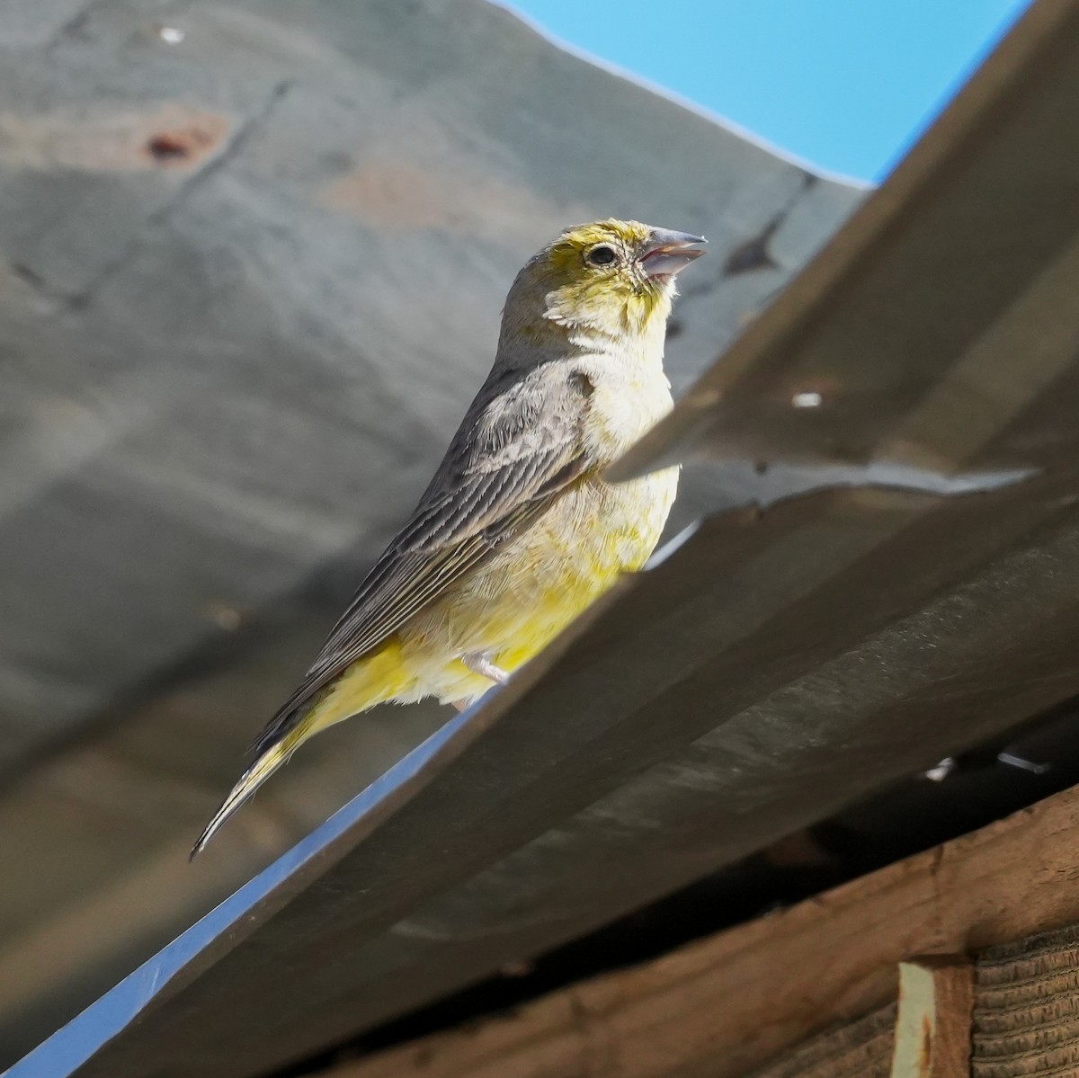 gusjespurv - ML646605615