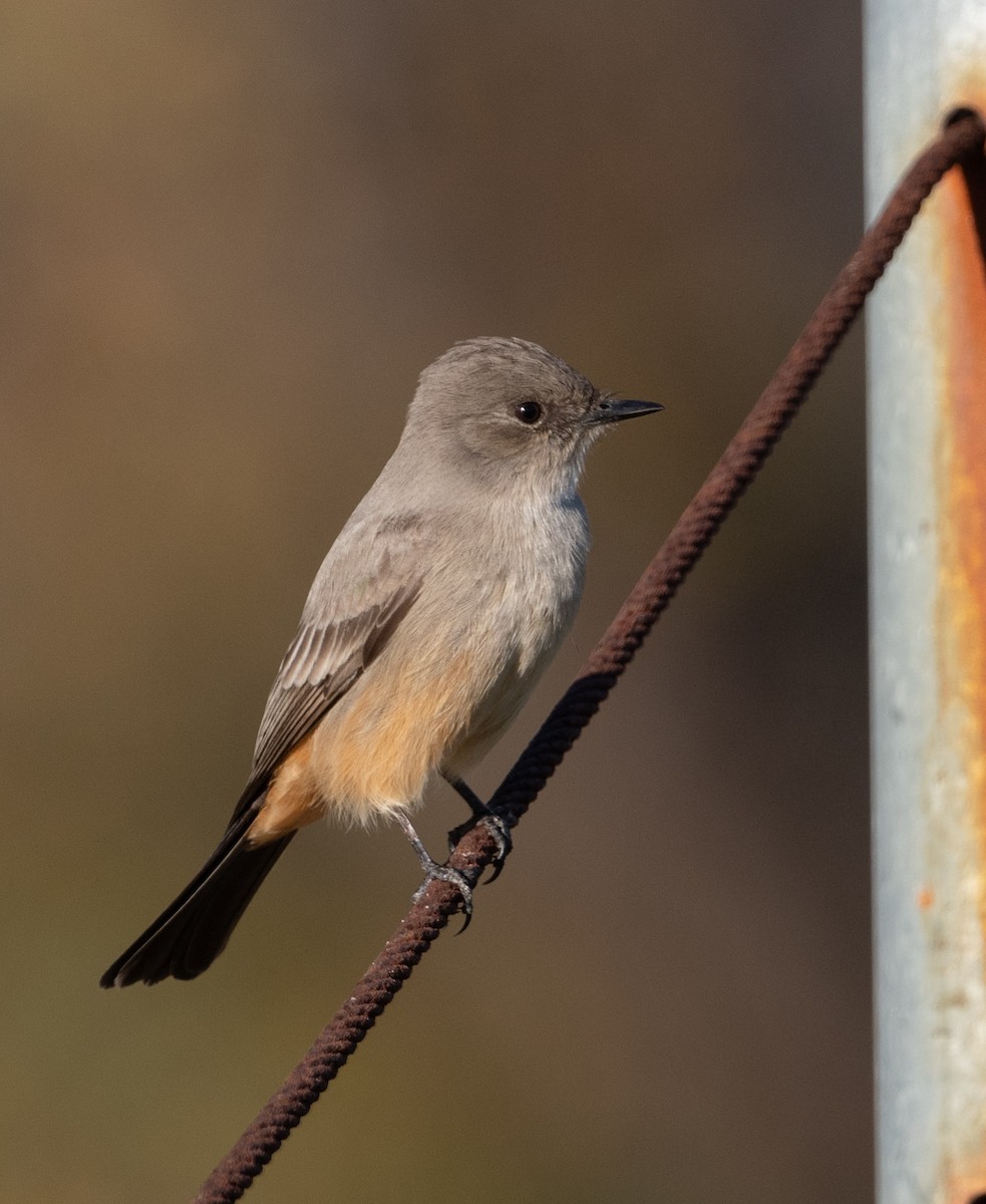 Say's Phoebe - ML646605618